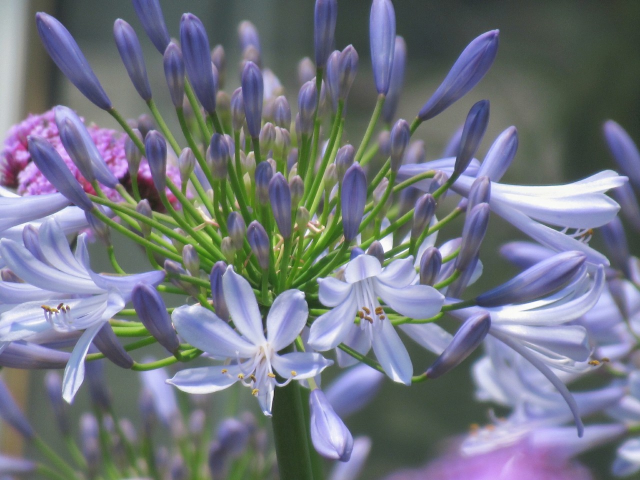 ６月の花 ４ 写真40枚 累計625種です 今週の花