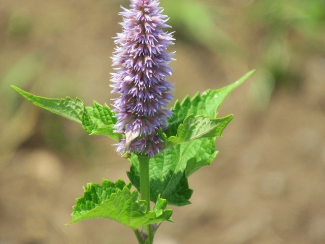 19年06月 今週の花