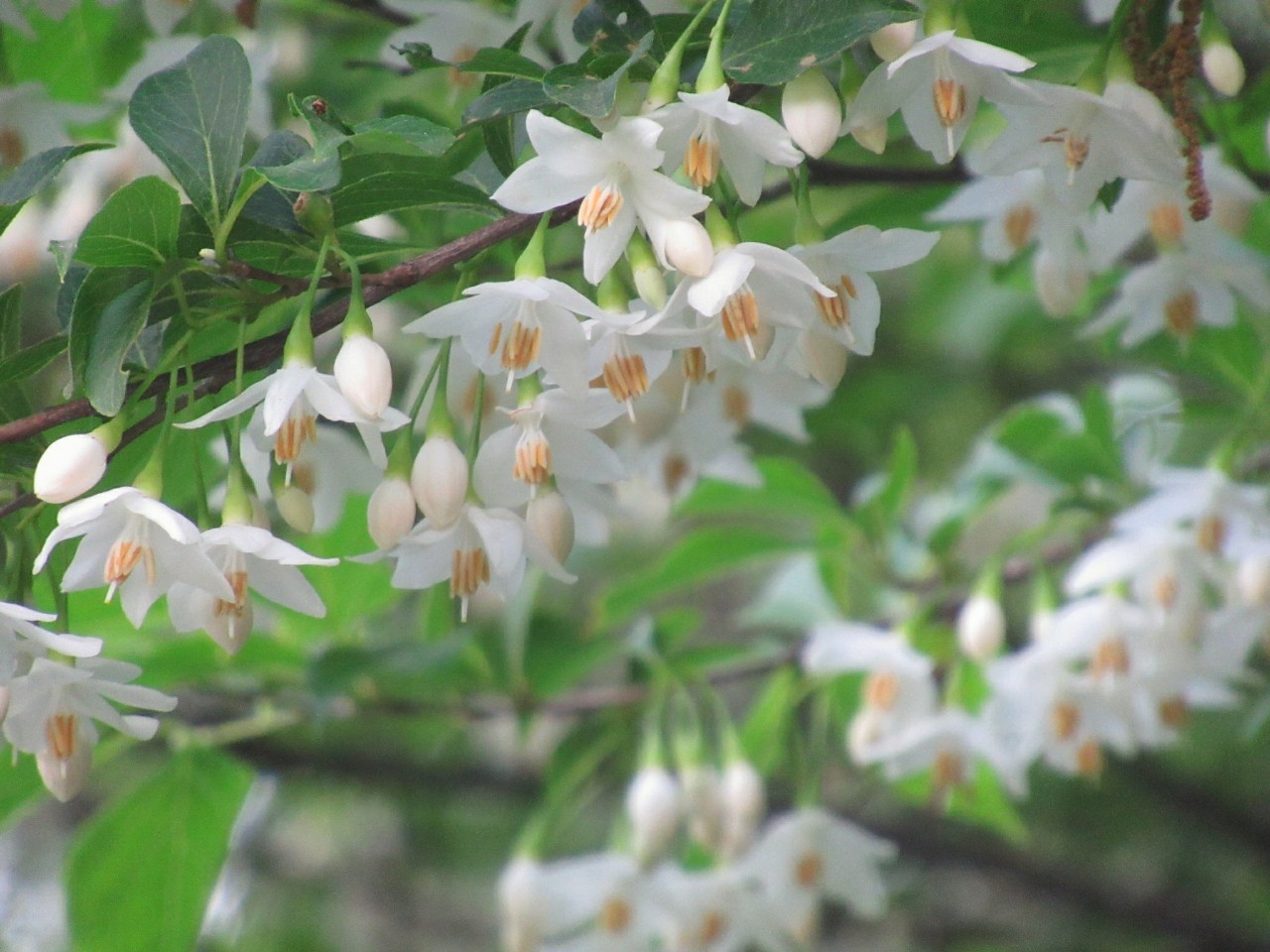 ５月の花 ３ 写真36枚 累計435種です 今週の花