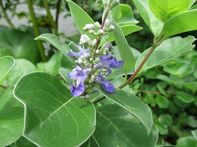 19年07月 今週の花