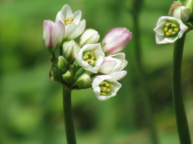 4 今週の花