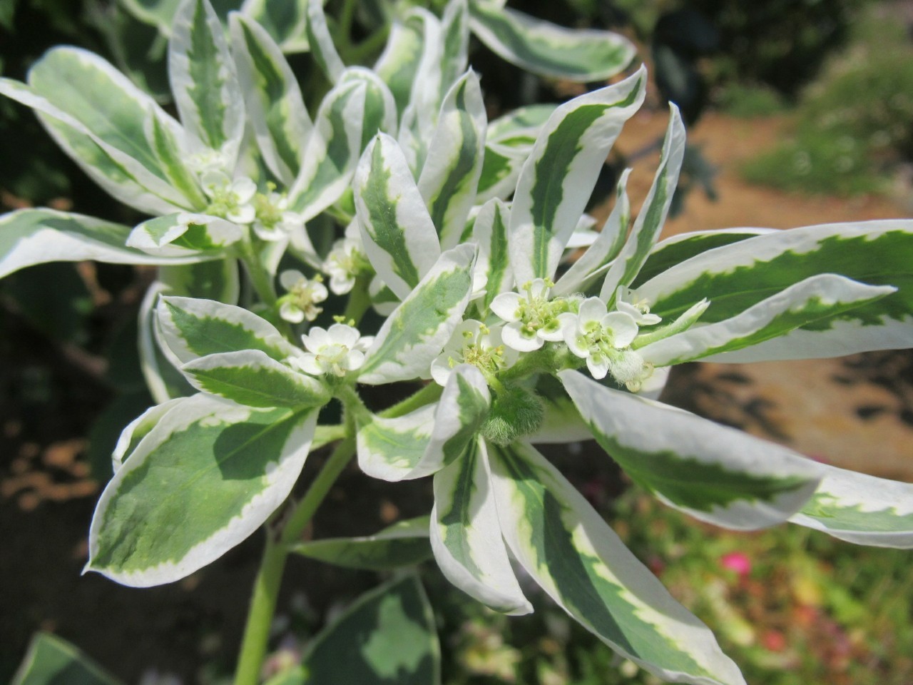 ６月の花 ４ 写真40枚 累計625種です 今週の花