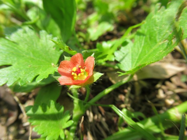 4 今週の花