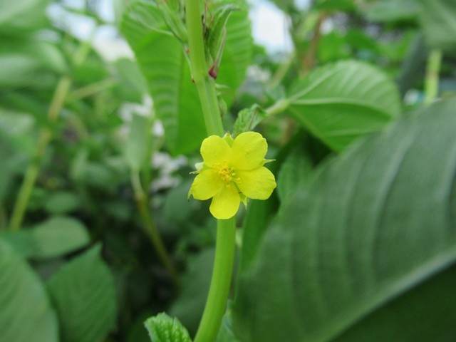 2 今週の花