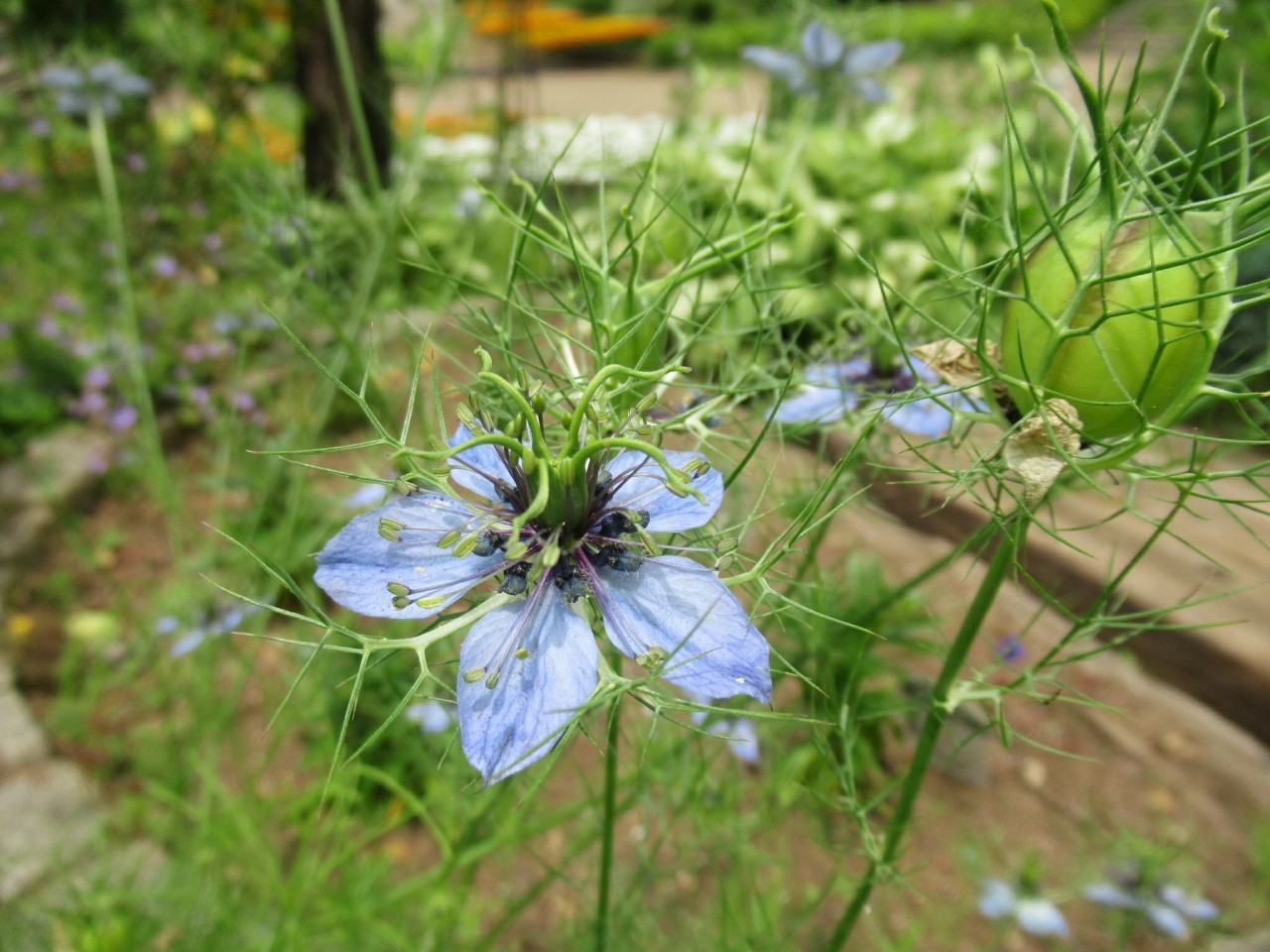 ６月の花 ２ 写真39枚 累計547種です 今週の花