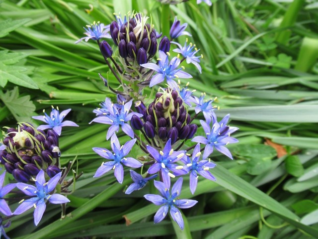 4 今週の花