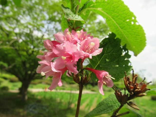 4 今週の花