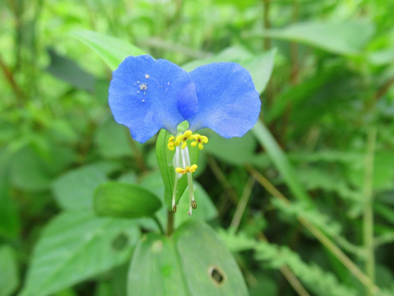 ６月の花 ５ 写真33枚 累計658種です 今週の花