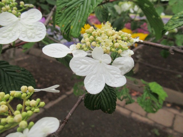 4 今週の花